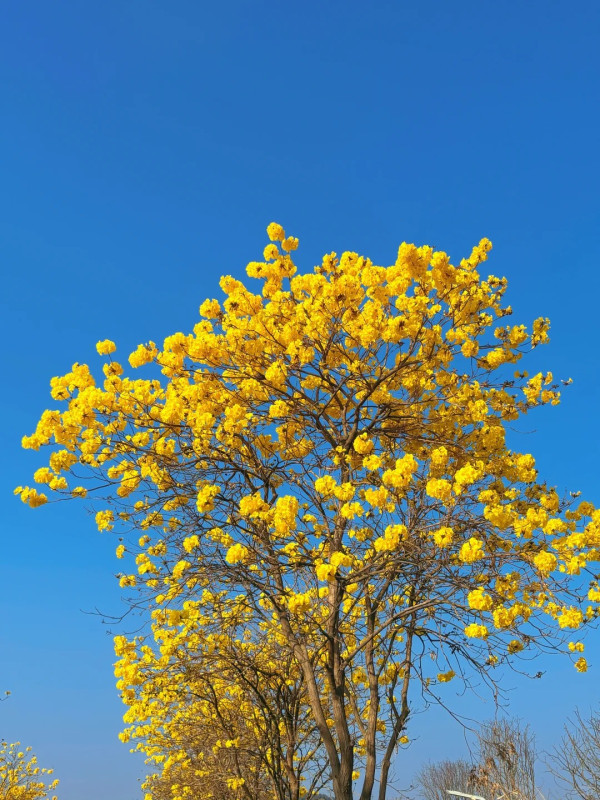 照片來源：小紅書@红桃酥