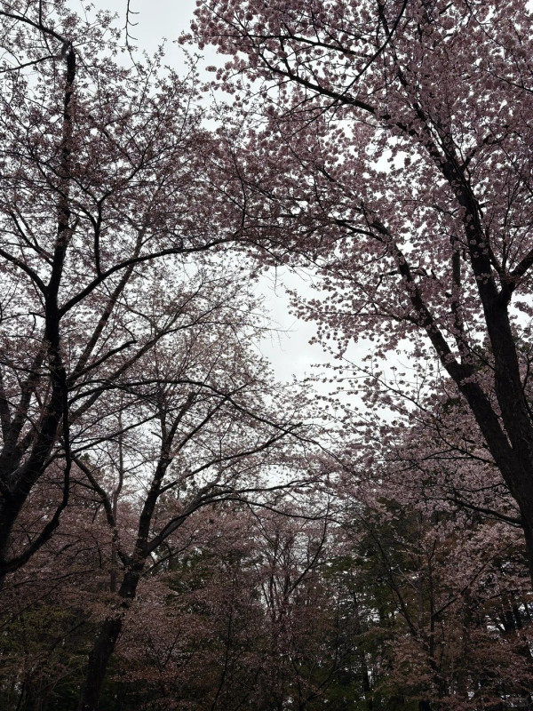 照片來源：小紅書@hanhan