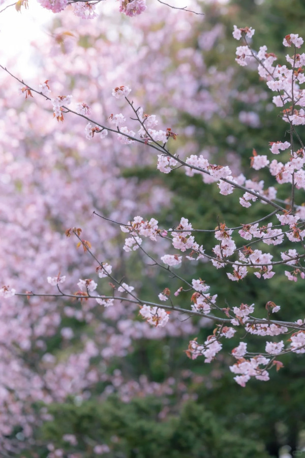 照片來源：小紅書@爱看世界的Lily