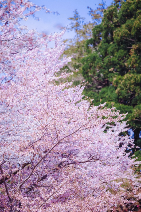 照片來源：小紅書@爱看世界的Lily