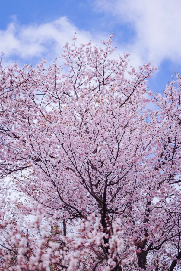 照片來源：小紅書@爱看世界的Lily