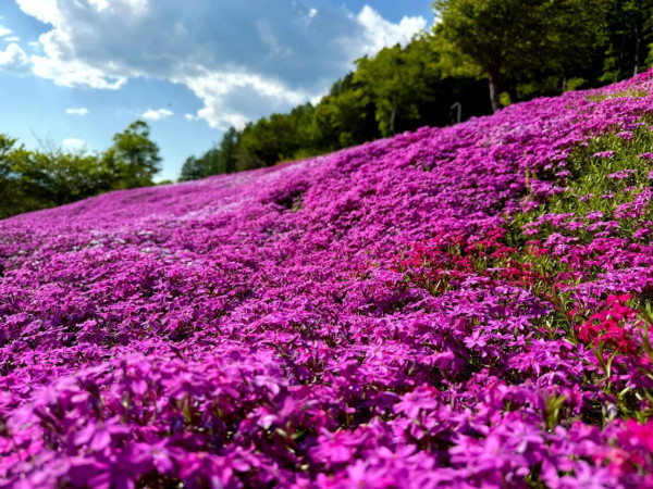 照片來源：小紅書@北海道旅居中