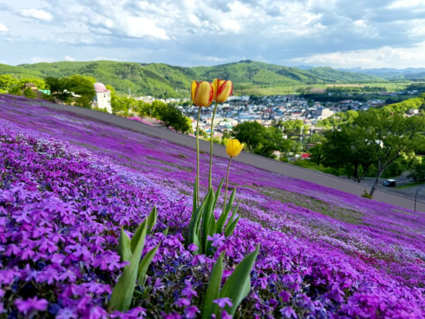 照片來源：小紅書@北海道旅居中