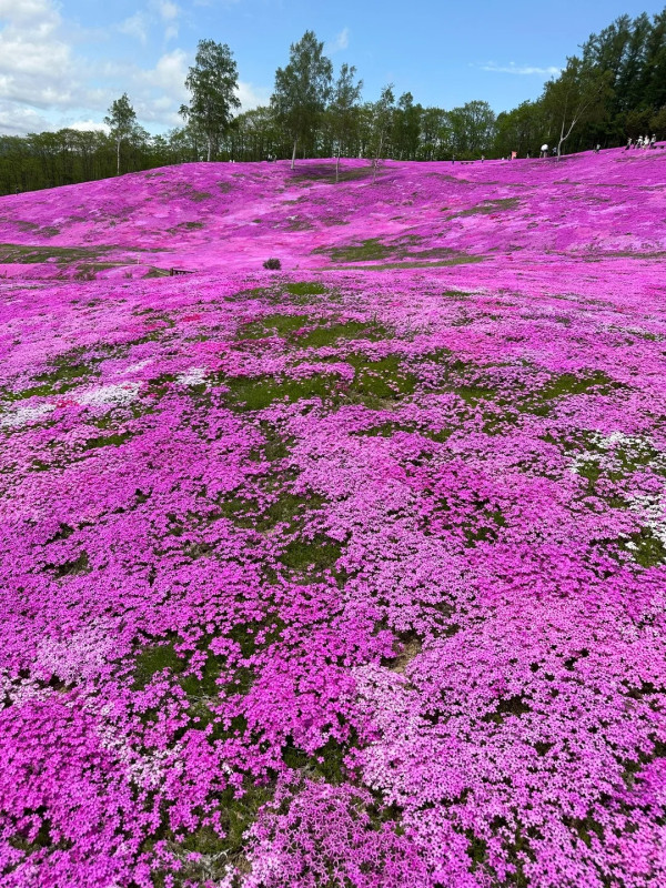 照片來源：小紅書@Alita阿丽塔