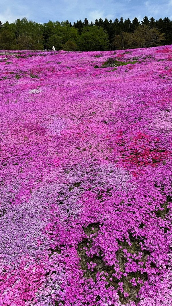 照片來源：小紅書@Alita阿丽塔