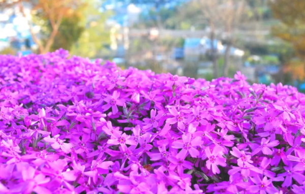 照片來源：小紅書@日本国家旅游局