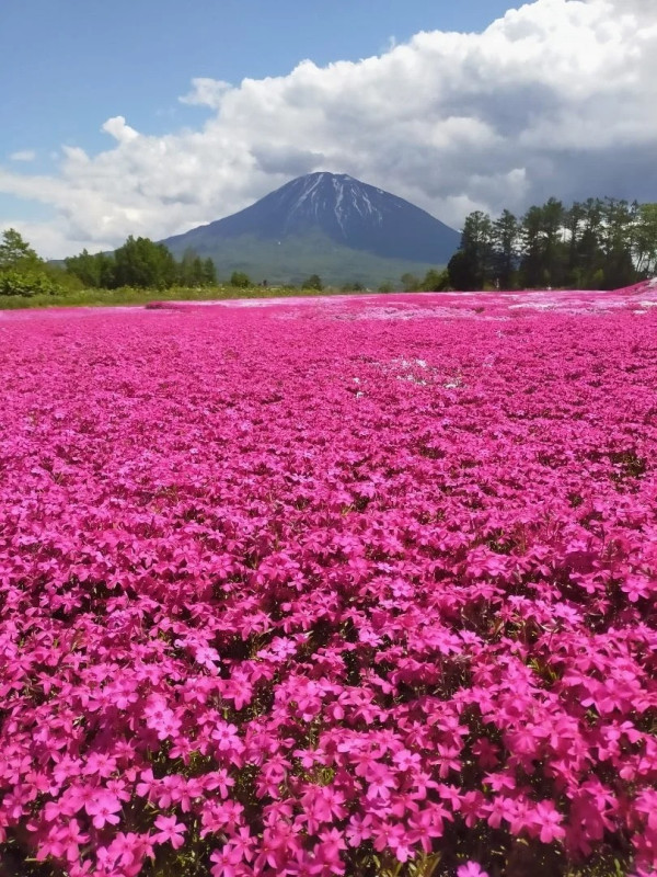 照片來源：小紅書@Hokkaido Magazine