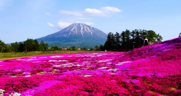 照片來源：小紅書@Hokkaido Magazine