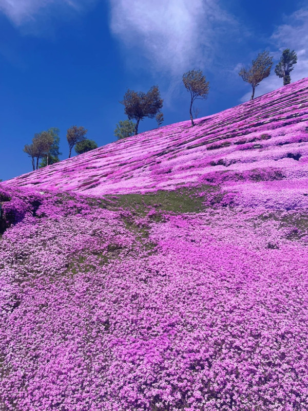 照片來源：小紅書@苗苗和坂坂