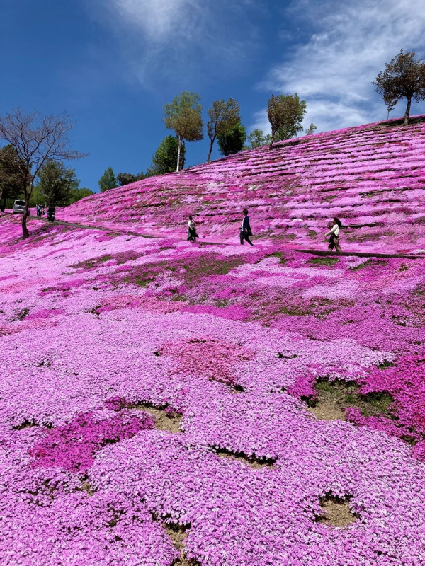 照片來源：小紅書@苗苗和坂坂
