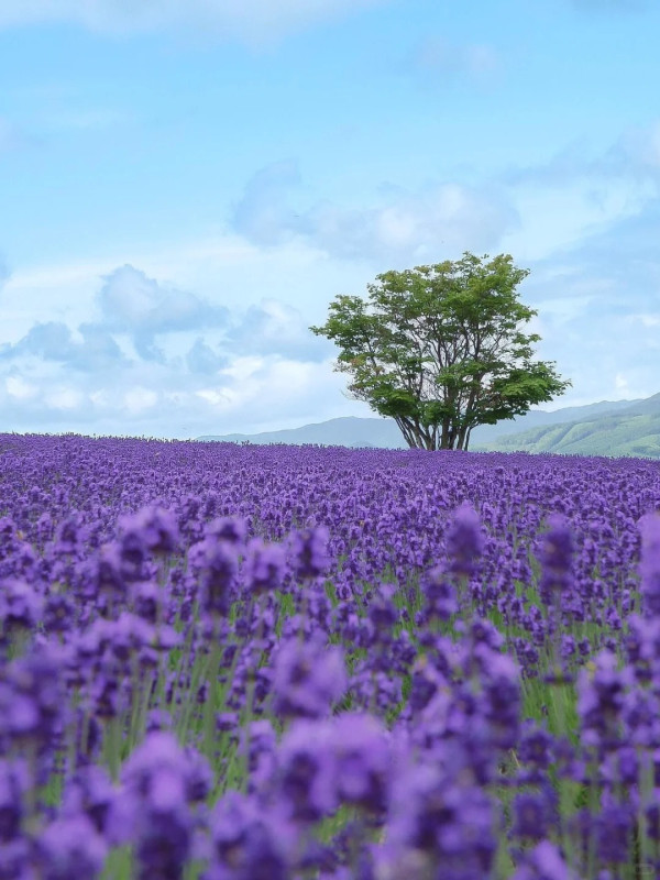 照片來源：小紅書@和之旅