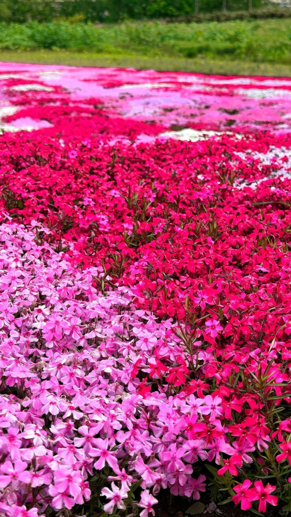 照片來源：小紅書@北海道の瓜怂(包车）