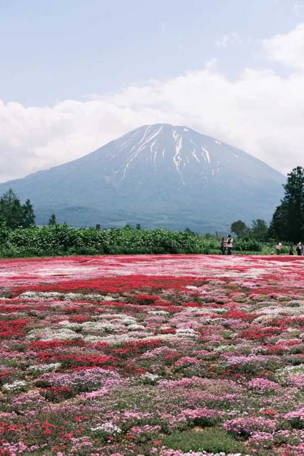 照片來源：小紅書@nfmxxx