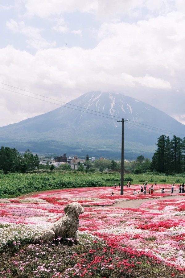 照片來源：小紅書@nfmxxx