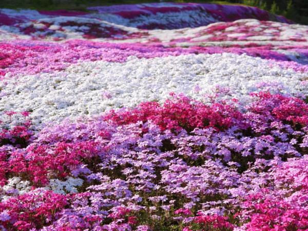 照片來源：小紅書@CreatiWu