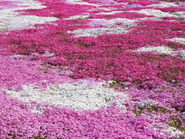 照片來源：小紅書@CreatiWu