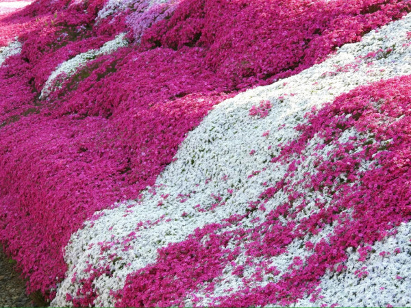 照片來源：小紅書@CreatiWu