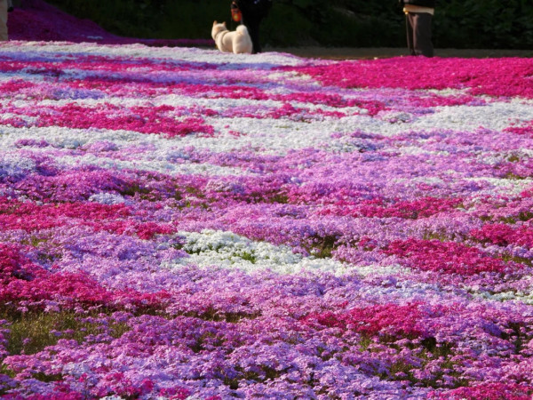 照片來源：小紅書@CreatiWu