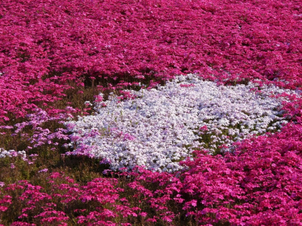 照片來源：小紅書@CreatiWu