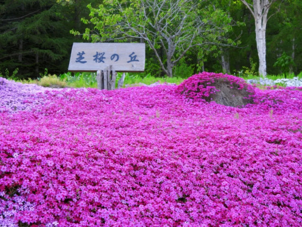 照片來源：小紅書@CreatiWu