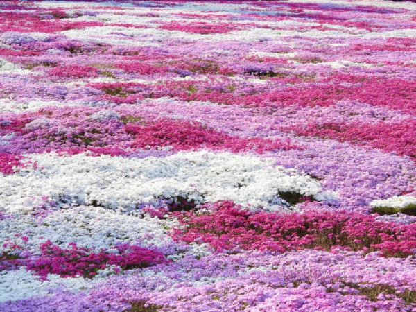 照片來源：小紅書@CreatiWu