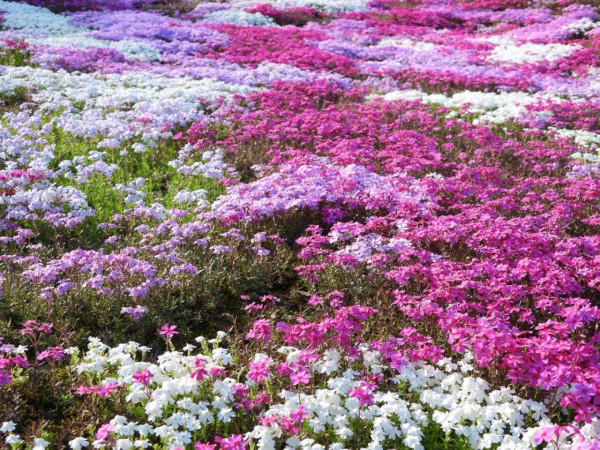 照片來源：小紅書@CreatiWu