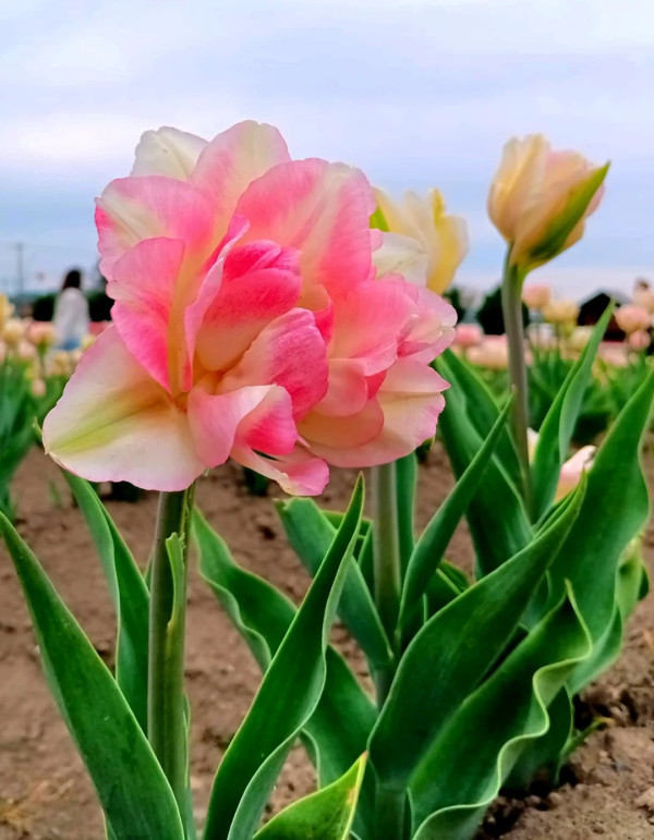 照片來源：小紅書@陳皮櫻桃