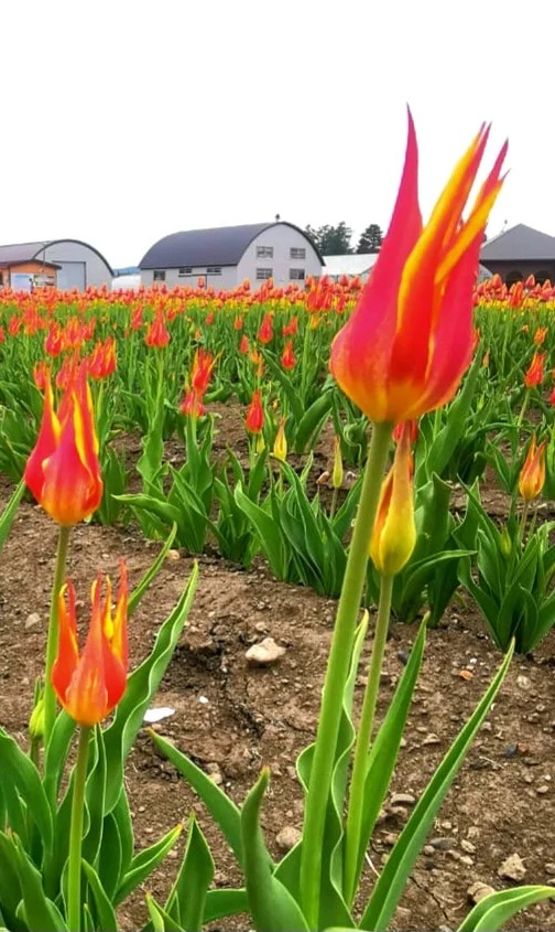 照片來源：小紅書@陳皮櫻桃