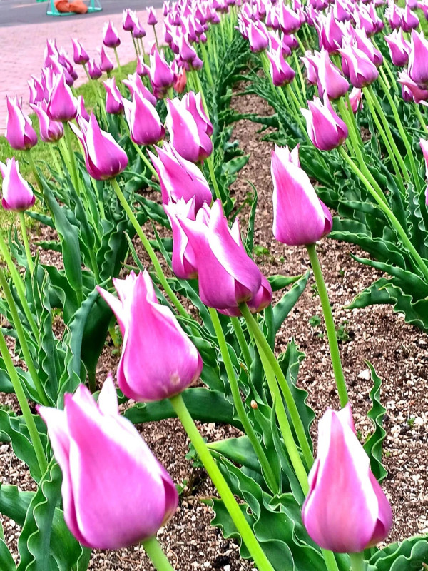 照片來源：小紅書@陳皮櫻桃