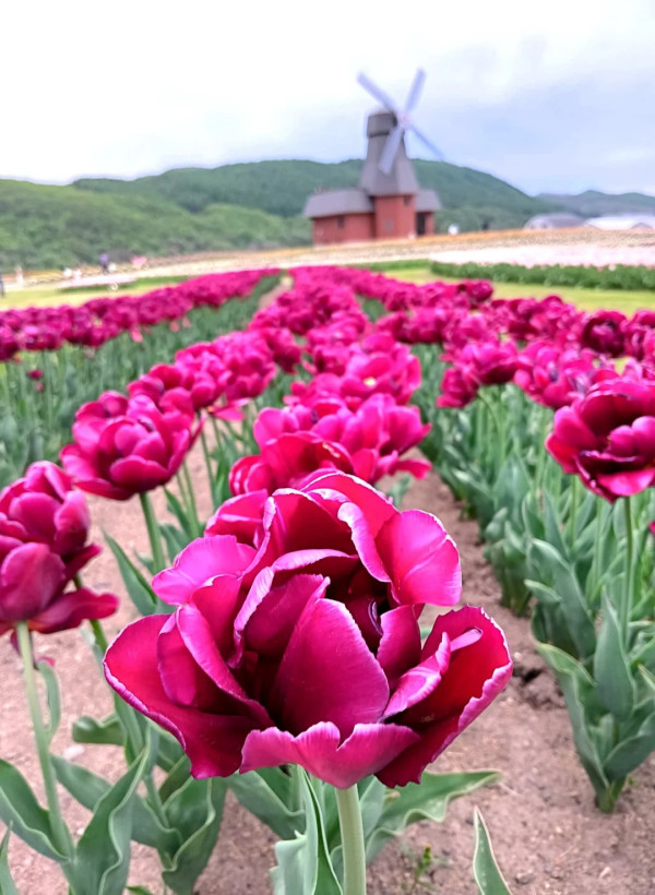 照片來源：小紅書@陳皮櫻桃