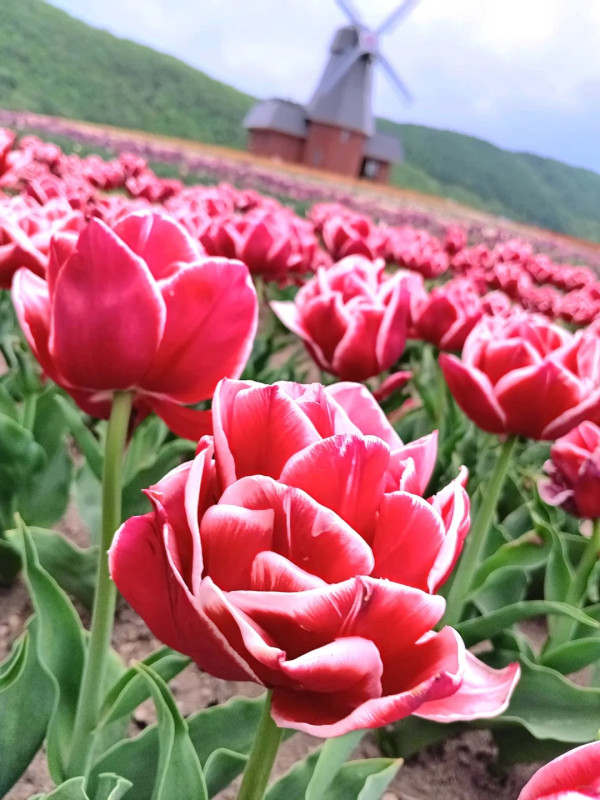 照片來源：小紅書@陳皮櫻桃