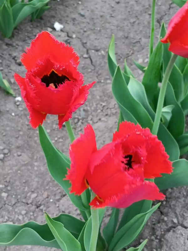 照片來源：小紅書@陳皮櫻桃