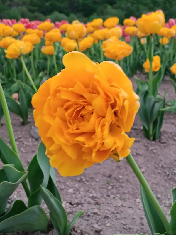 照片來源：小紅書@陳皮櫻桃