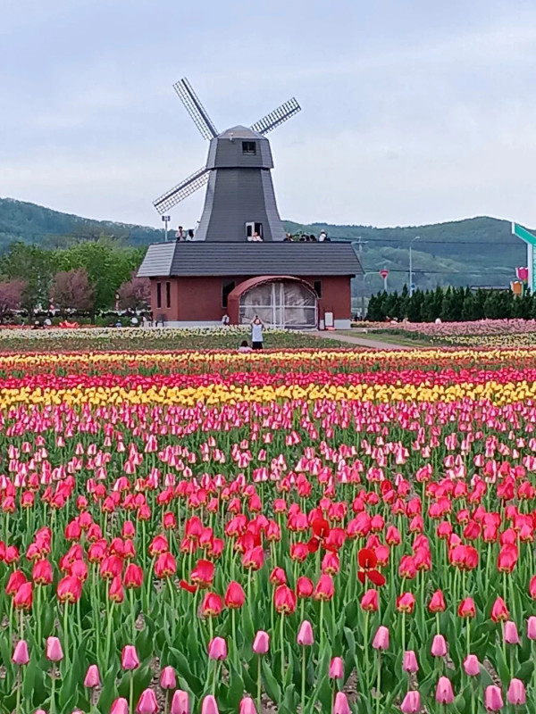 照片來源：小紅書@陳皮櫻桃