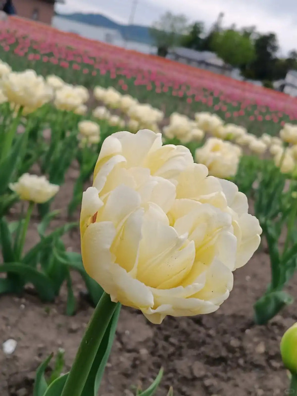 照片來源：小紅書@陳皮櫻桃