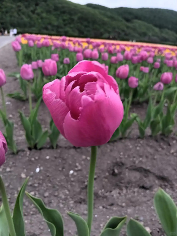 照片來源：小紅書@陳皮櫻桃