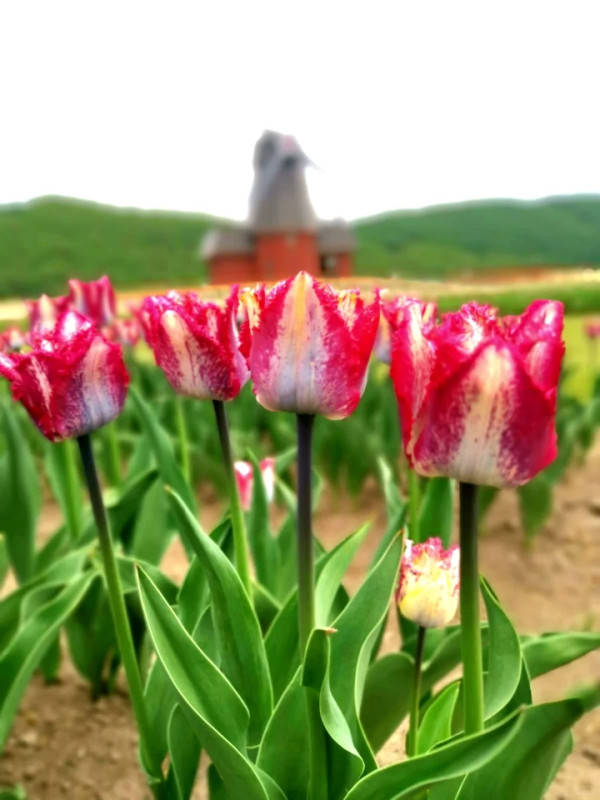 照片來源：小紅書@陳皮櫻桃