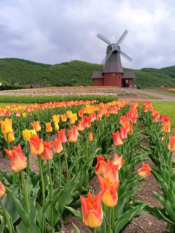 照片來源：小紅書@陳皮櫻桃