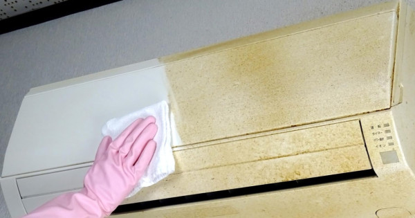 回南天牆身爆怪蟲？潮濕惹9大昆蟲瘋狂產卵 專家警告亂用「1款神物」傷呼吸道