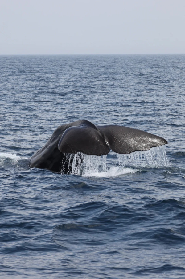照片來源：小紅書@Lilin