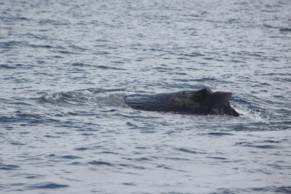 照片來源：小紅書@Lilin