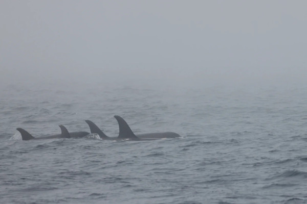 照片來源：小紅書@Lilin