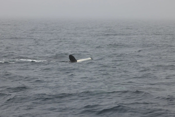 照片來源：小紅書@Lilin