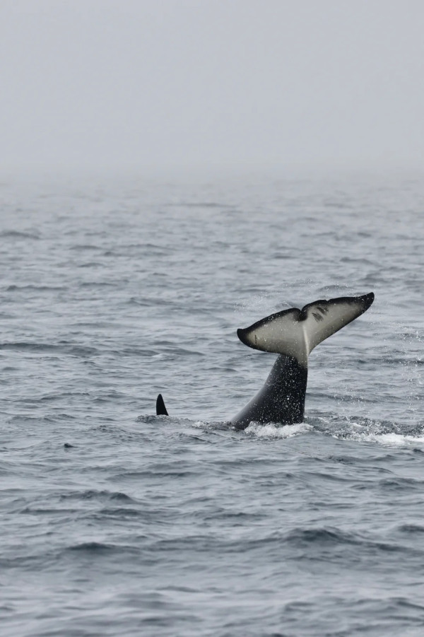 照片來源：小紅書@Lilin