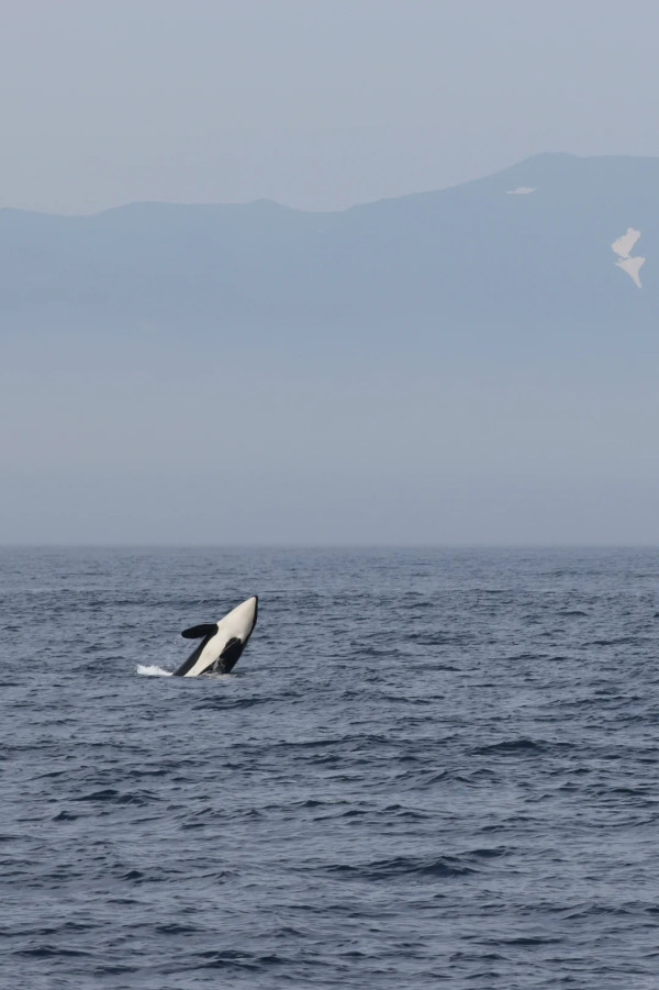 照片來源：小紅書@Lilin