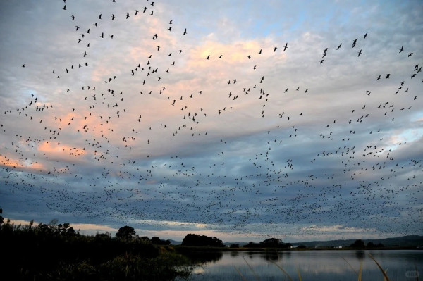 照片來源：小紅書@日本小助手