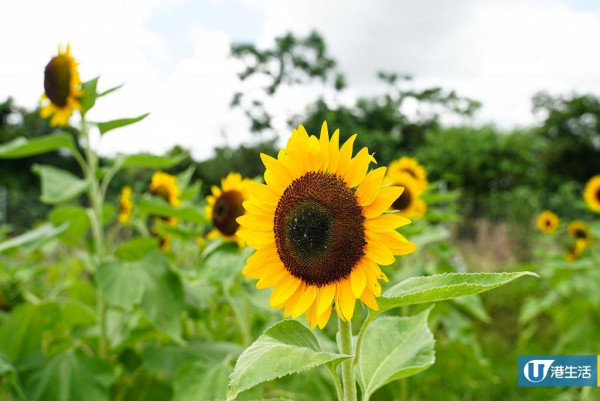 元朗信芯園太陽花3月底盛開！入場即送粉紅色香水百合！必打卡波斯菊花海！附交通方法/入場費