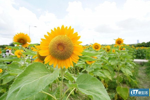 元朗信芯園太陽花3月底盛開！入場即送粉紅色香水百合！必打卡波斯菊花海！附交通方法/入場費