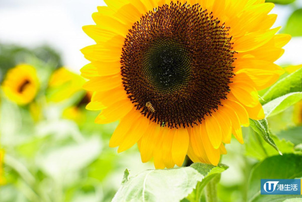 元朗信芯園太陽花3月底盛開！入場即送粉紅色香水百合！必打卡波斯菊花海！附交通方法/入場費