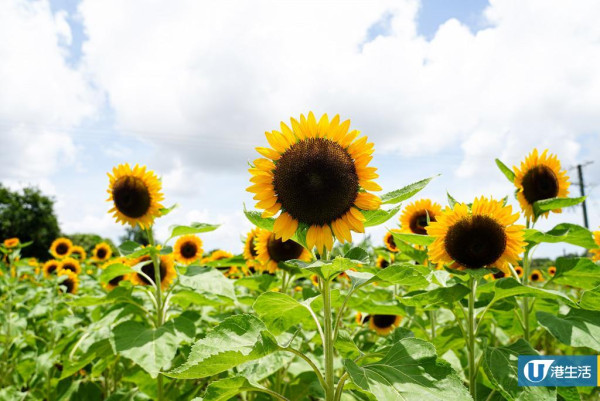 元朗信芯園太陽花3月底盛開！入場即送粉紅色香水百合！必打卡波斯菊花海！附交通方法/入場費